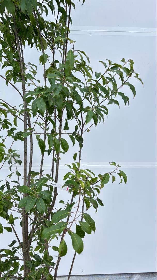 良形の株立 お庭の主役にどうぞ ソヨゴ 460 樹高1.9m位 常緑樹