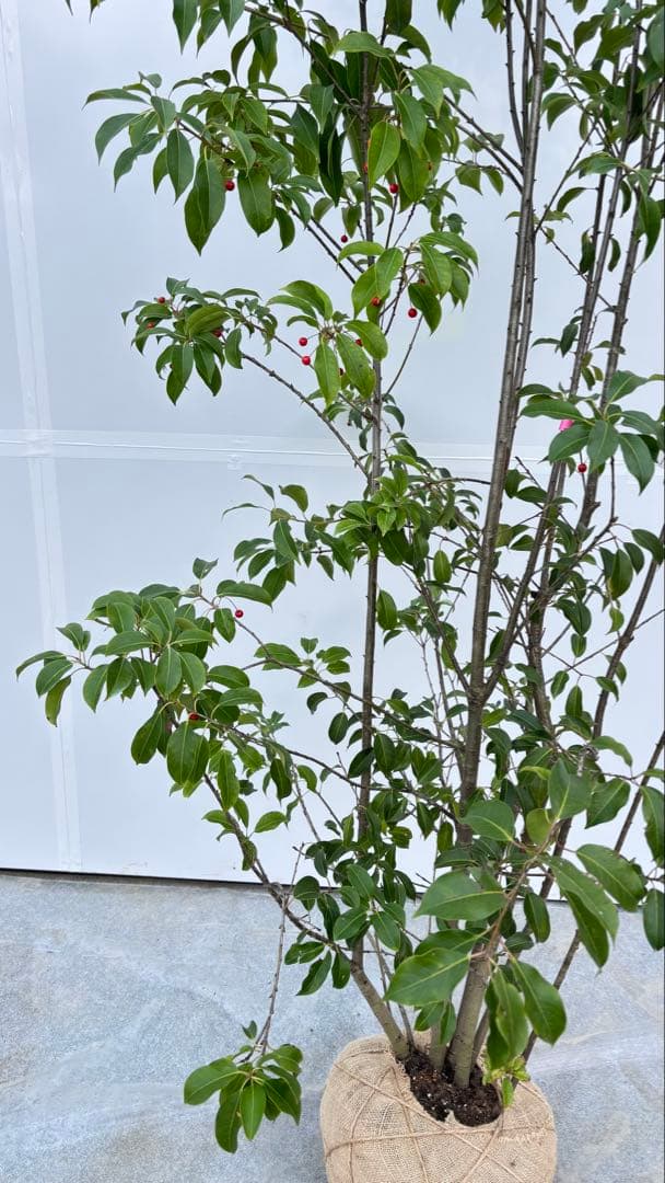 良形の株立 お庭の主役にどうぞ ソヨゴ 460 樹高1.9m位 常緑樹