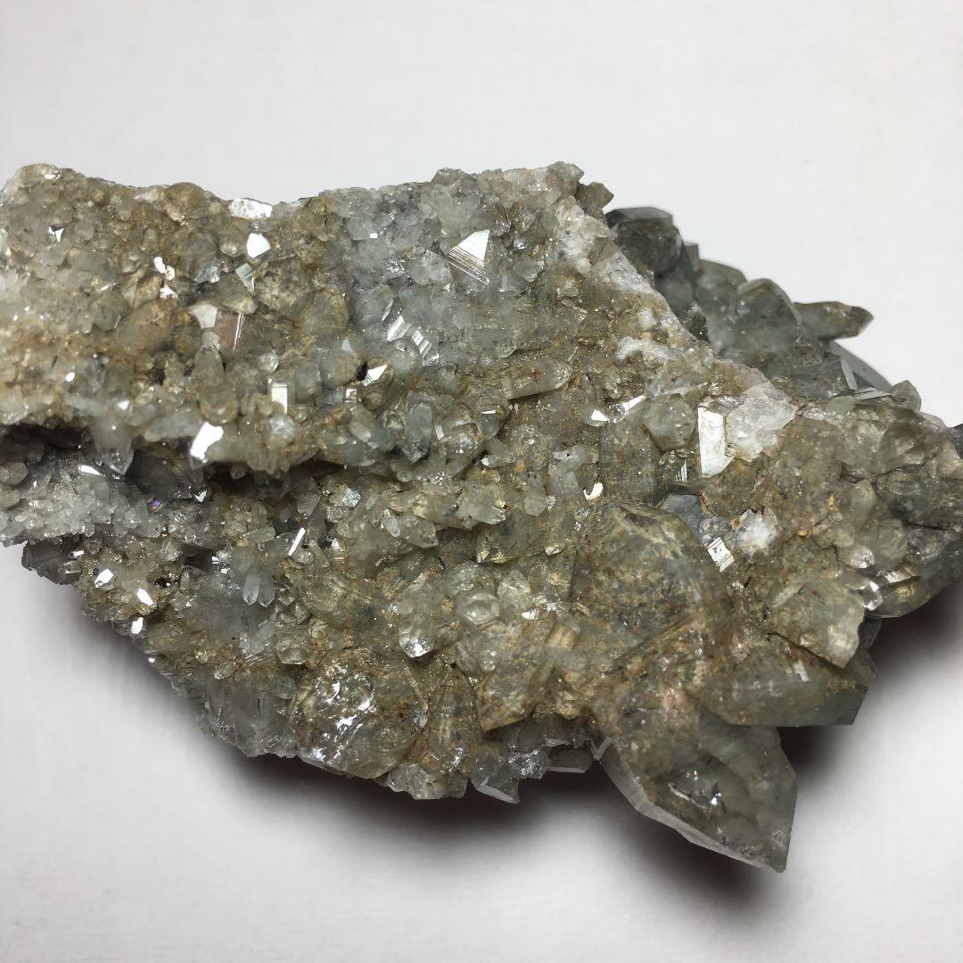 い　ヒマラヤクラスター