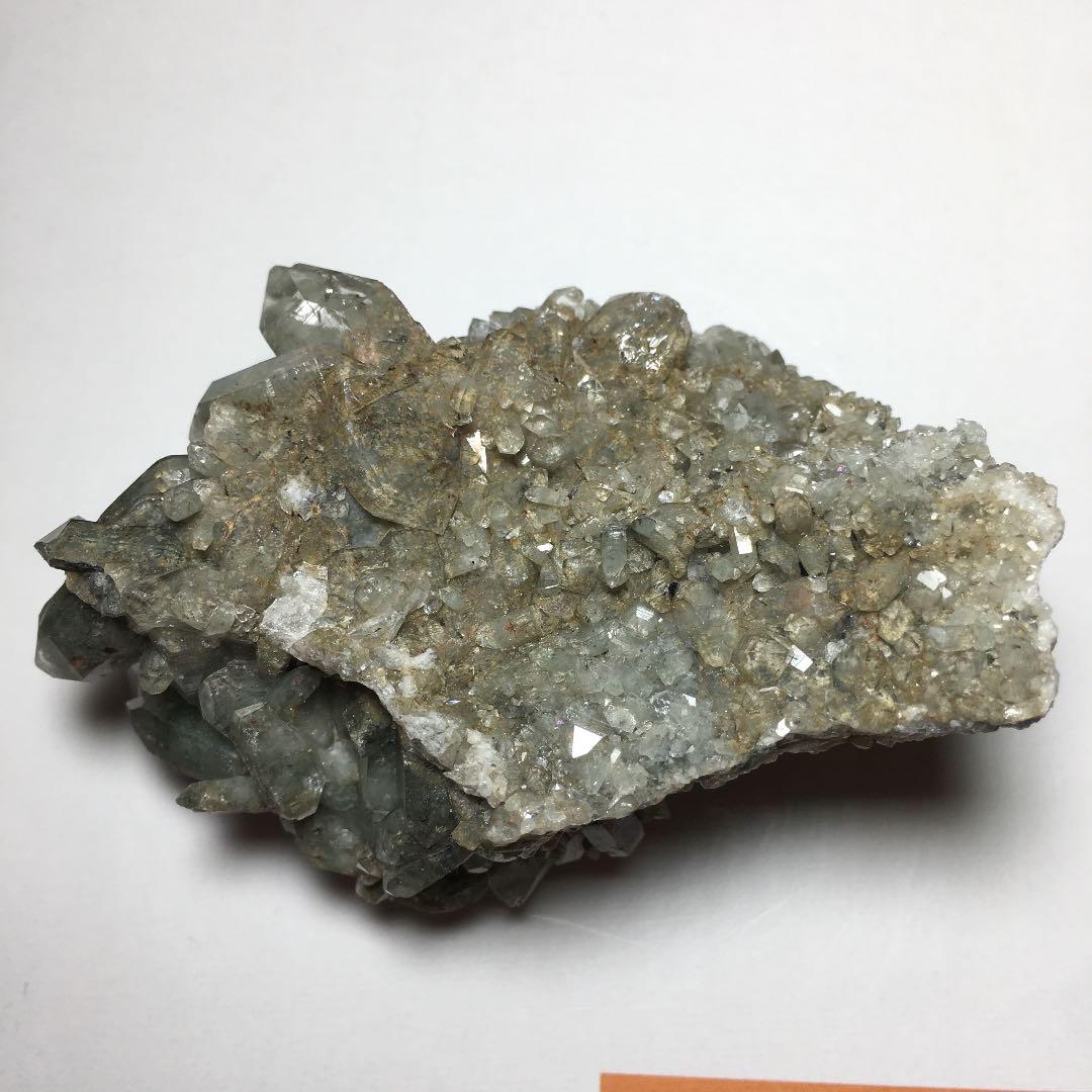 い　ヒマラヤクラスター