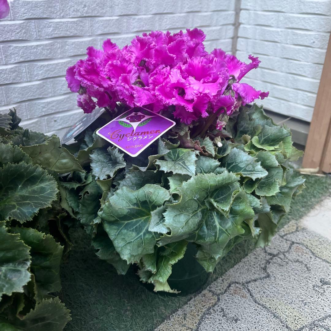 まさまる　シクラメン　フリル　レジーナ　５号　ルチア　6号　2鉢セット