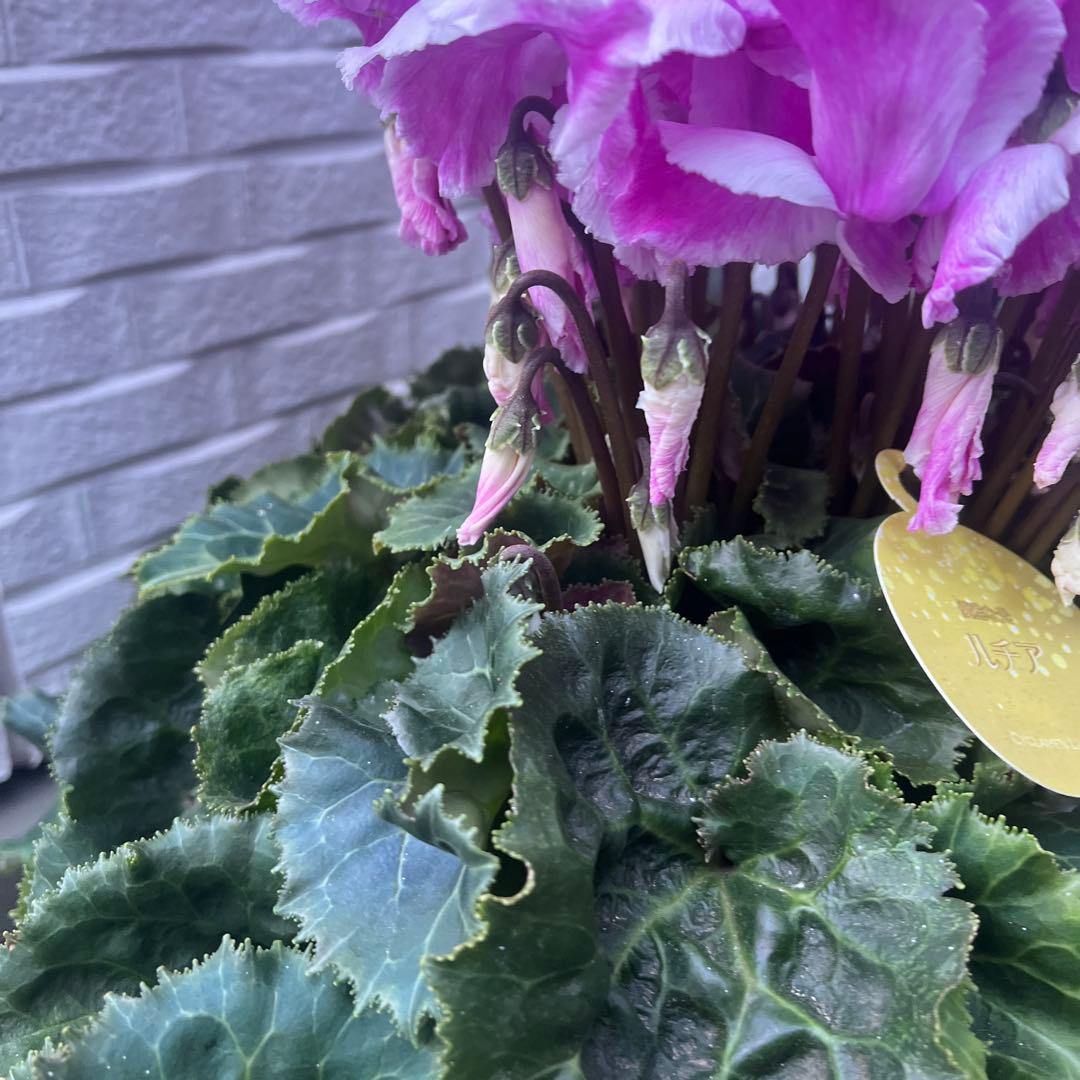 まさまる　シクラメン　フリル　レジーナ　５号　ルチア　6号　2鉢セット