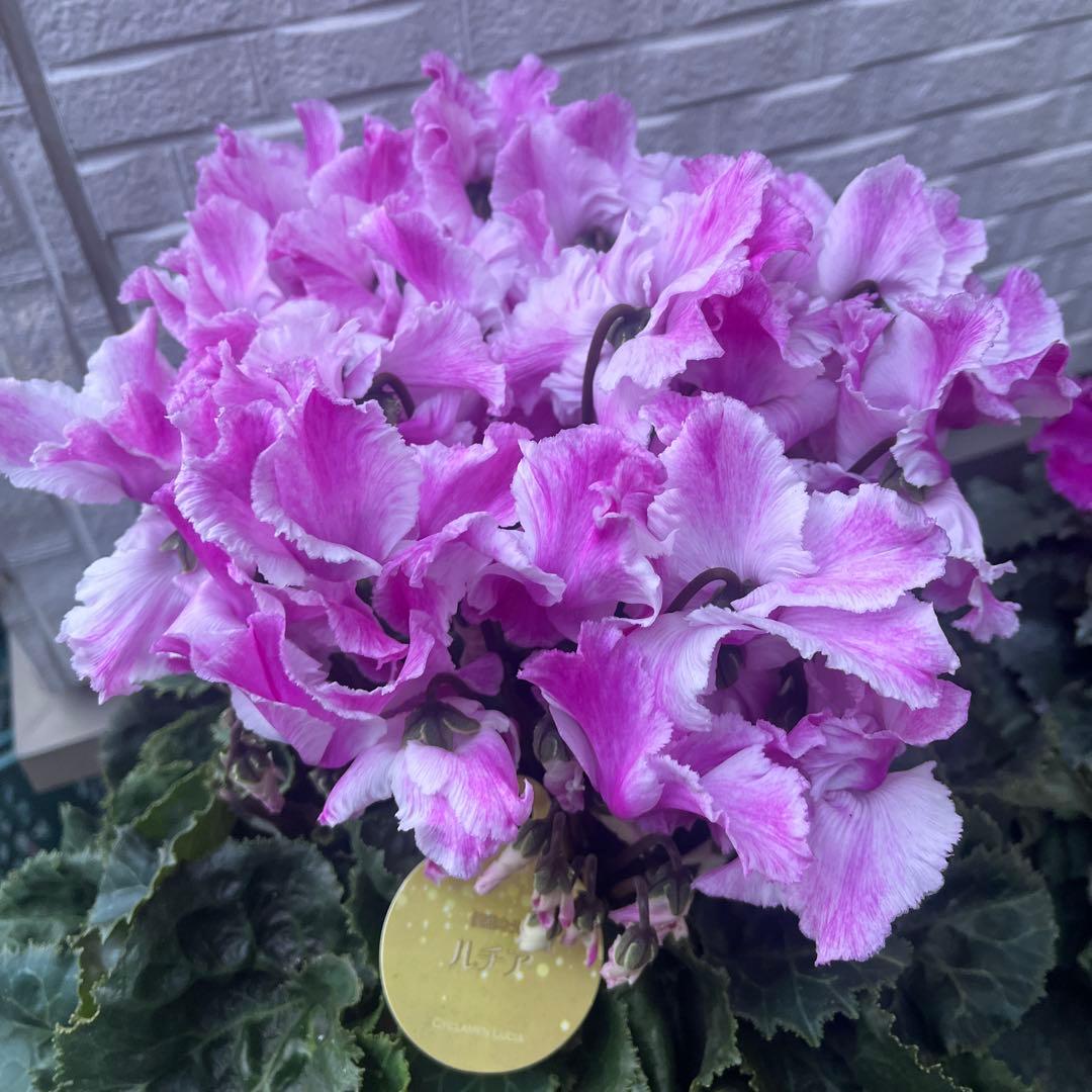 まさまる　シクラメン　フリル　レジーナ　５号　ルチア　6号　2鉢セット