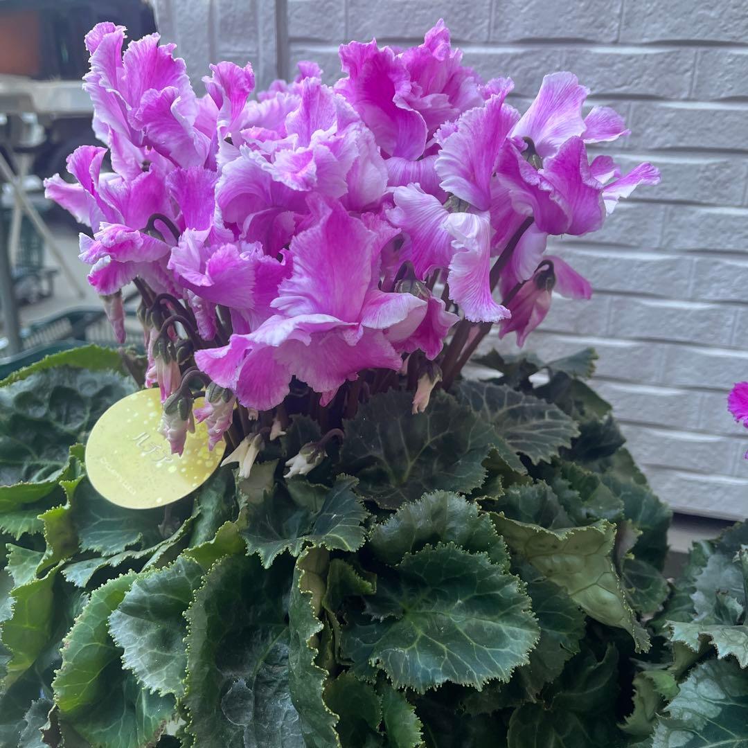 まさまる　シクラメン　フリル　レジーナ　５号　ルチア　6号　2鉢セット