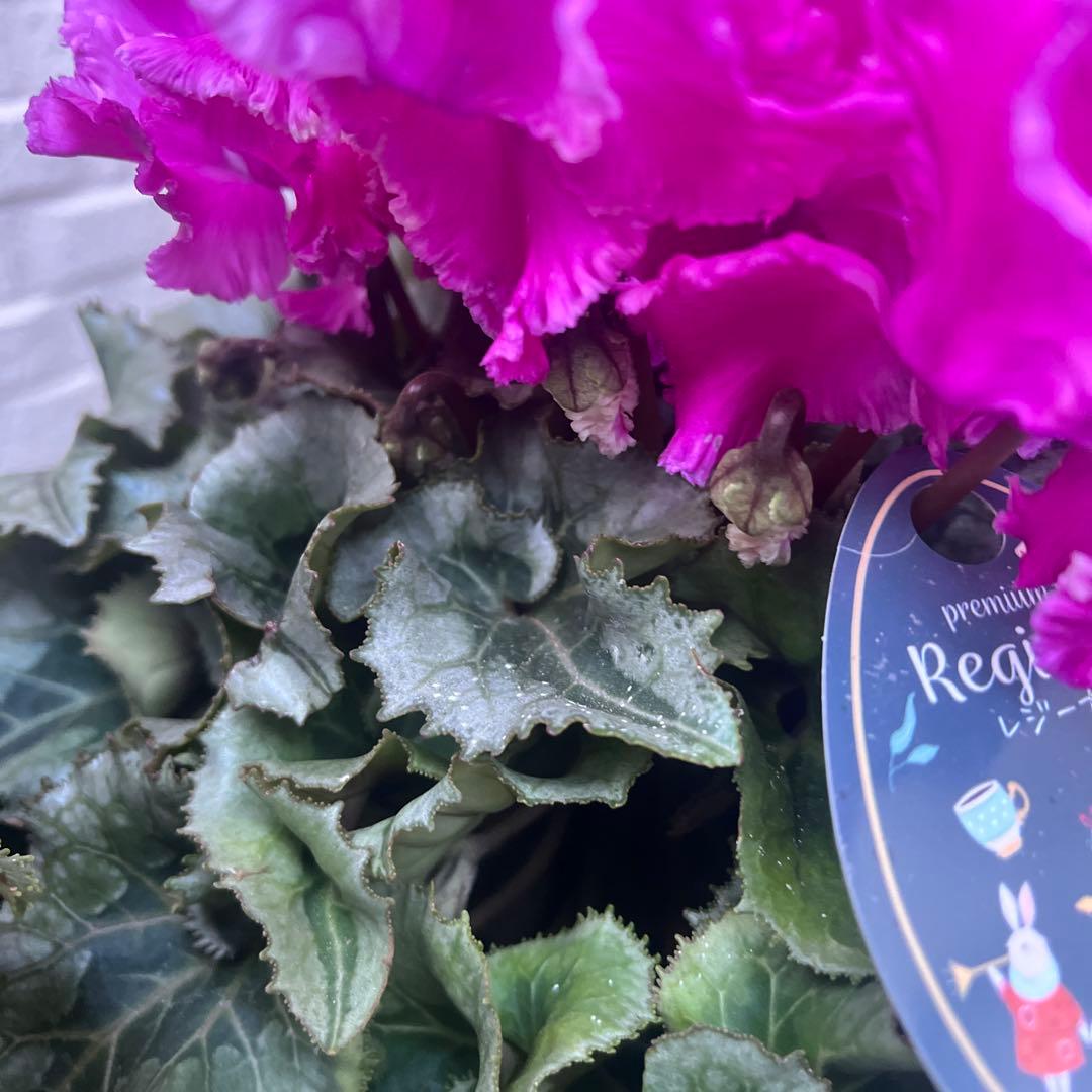 まさまる　シクラメン　フリル　レジーナ　５号　ルチア　6号　2鉢セット