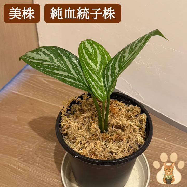 【美株・純血統子株】アグラオネマ・カーティシー 【親株直系】