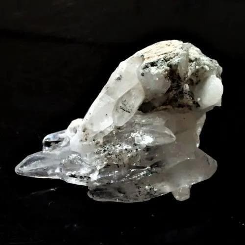 値下しました！ティップリン産クラスター53-3