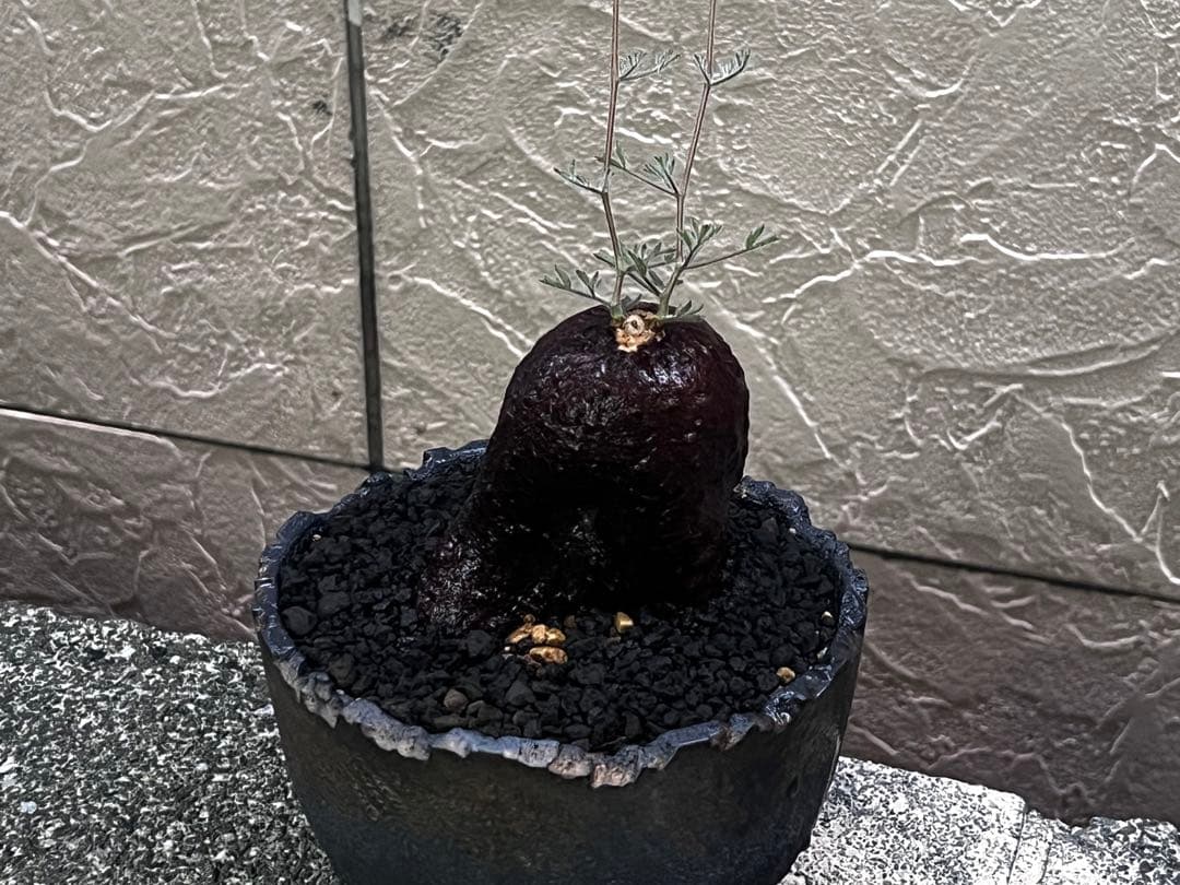 キフォステンマ　モンタグナッキー現地球　発根済