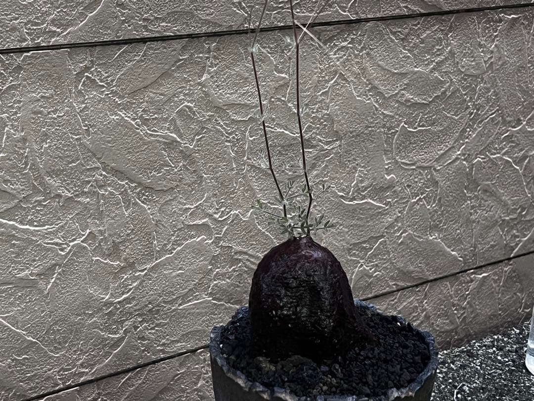 キフォステンマ　モンタグナッキー現地球　発根済