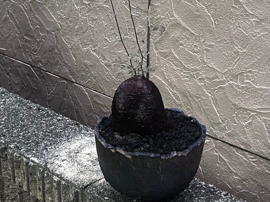 キフォステンマ　モンタグナッキー現地球　発根済