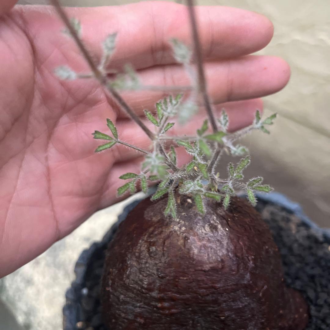 キフォステンマ　モンタグナッキー現地球　発根済