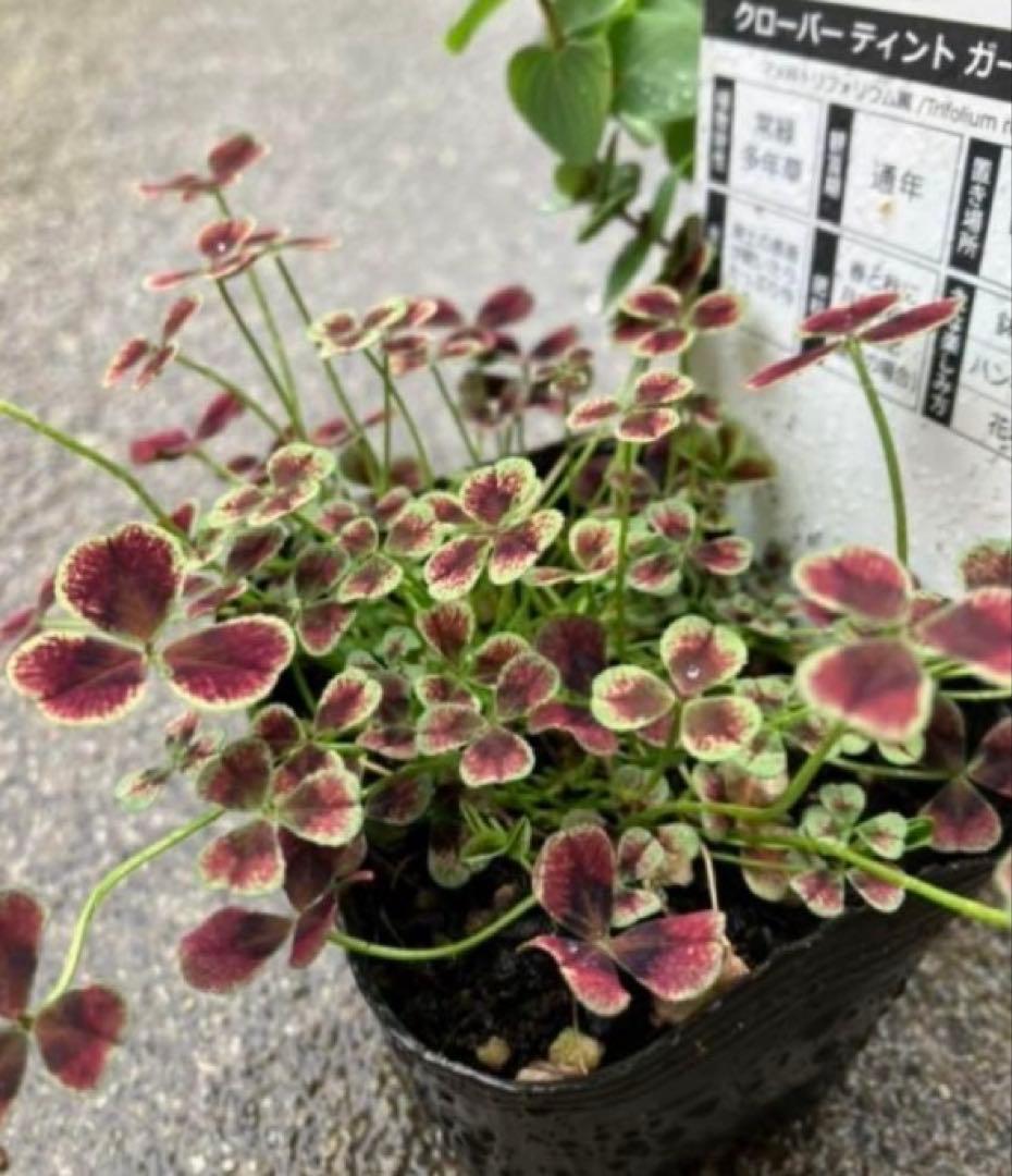 クローバーの苗 G ・Rセット☆ネコポス便発送！
