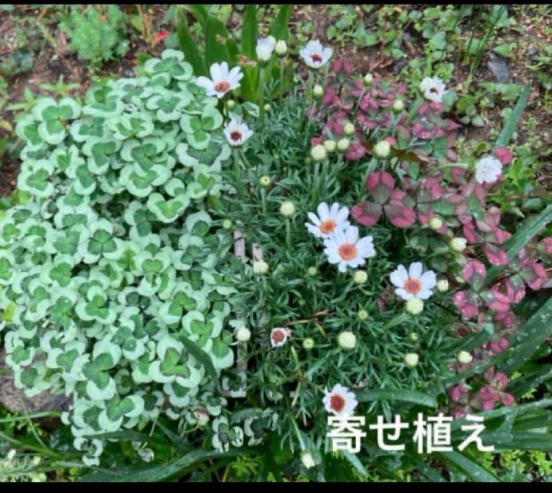 クローバーの苗 G ・Rセット☆ネコポス便発送！