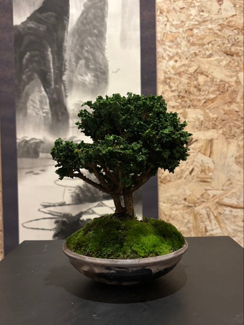 石化檜　小品盆栽　双幹　樹齢約20年　優良盆栽