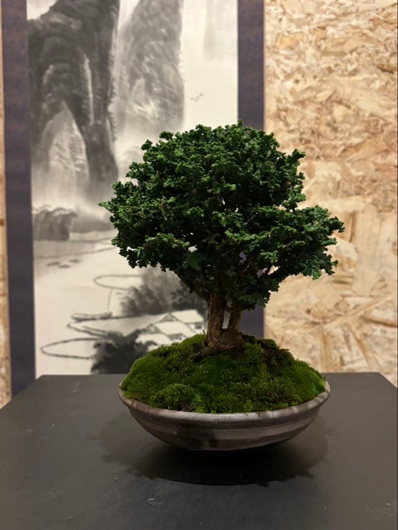 石化檜　小品盆栽　双幹　樹齢約20年　優良盆栽
