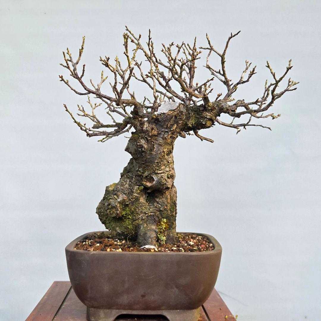 野梅　(米良)　(白花小輪一重)　[模様木]　梅　 中品盆栽