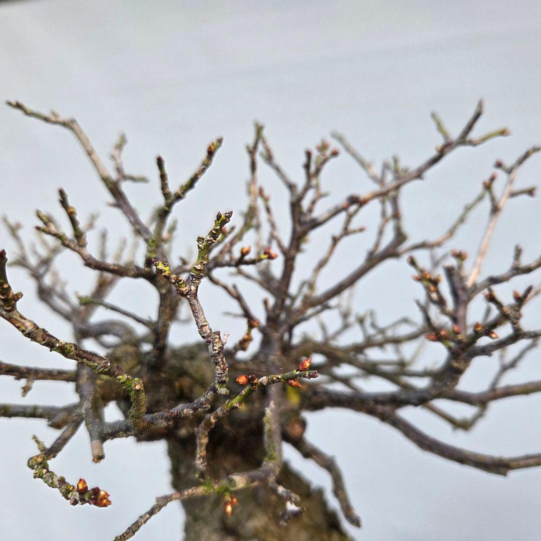 野梅　(米良)　(白花小輪一重)　[模様木]　梅　 中品盆栽