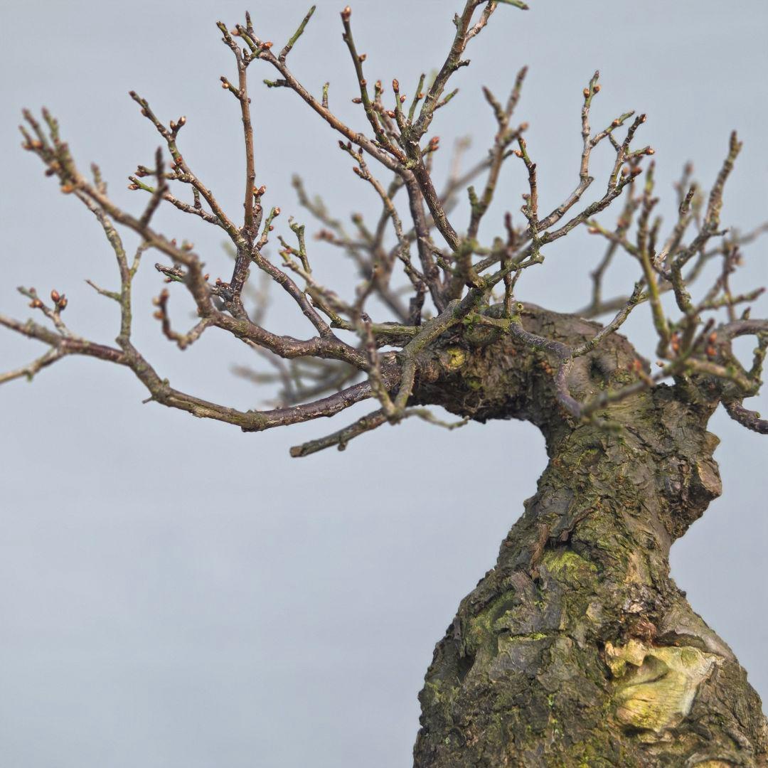 野梅　(米良)　(白花小輪一重)　[模様木]　梅　 中品盆栽