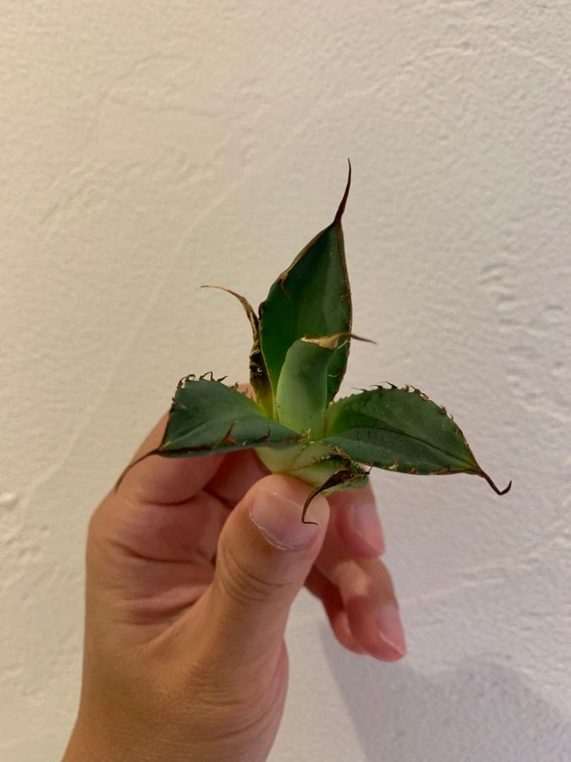 【goodtaniku】雲南実生 黑王2世 活着 鉢ごと発送