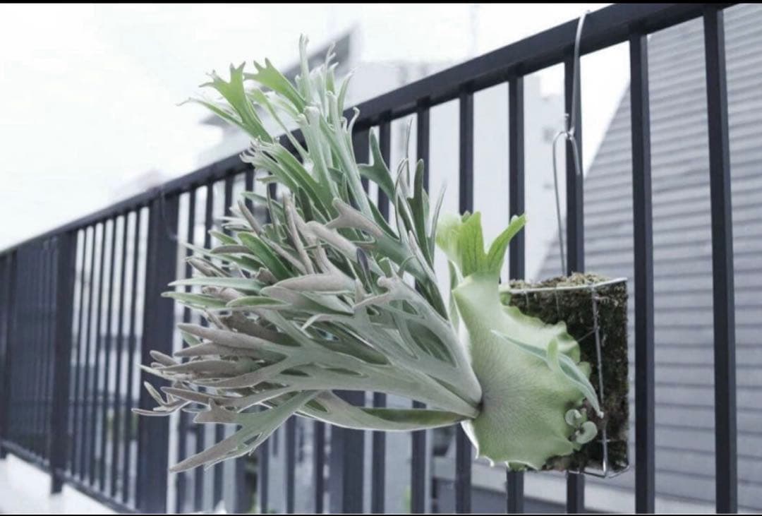 3株セット　ビカクシダ　Elsa エルサ　オリジナル　子株