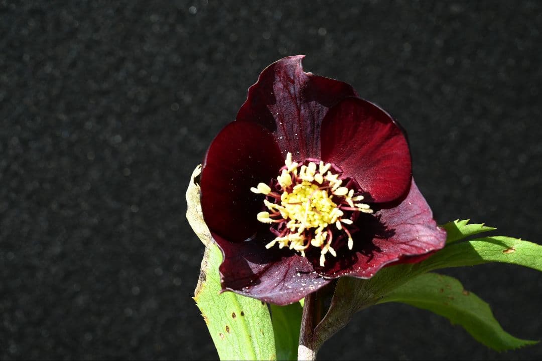 クリスマスローズ　認定キラメキチョコレート　加藤農園