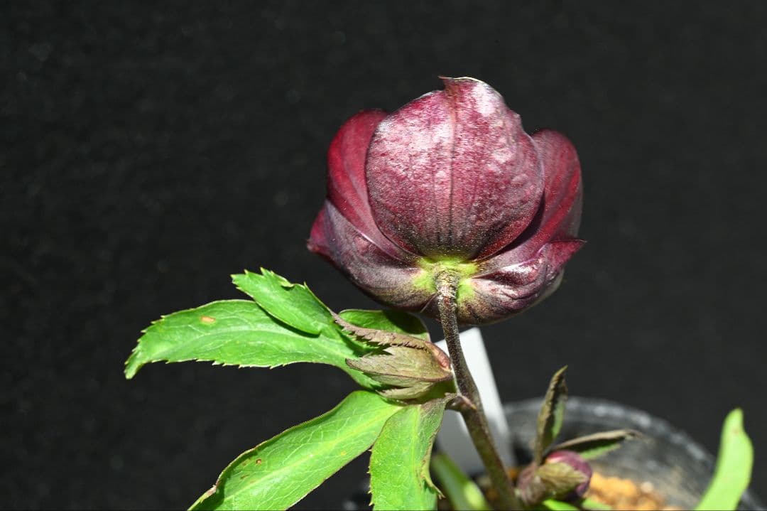 クリスマスローズ　認定キラメキチョコレート　加藤農園