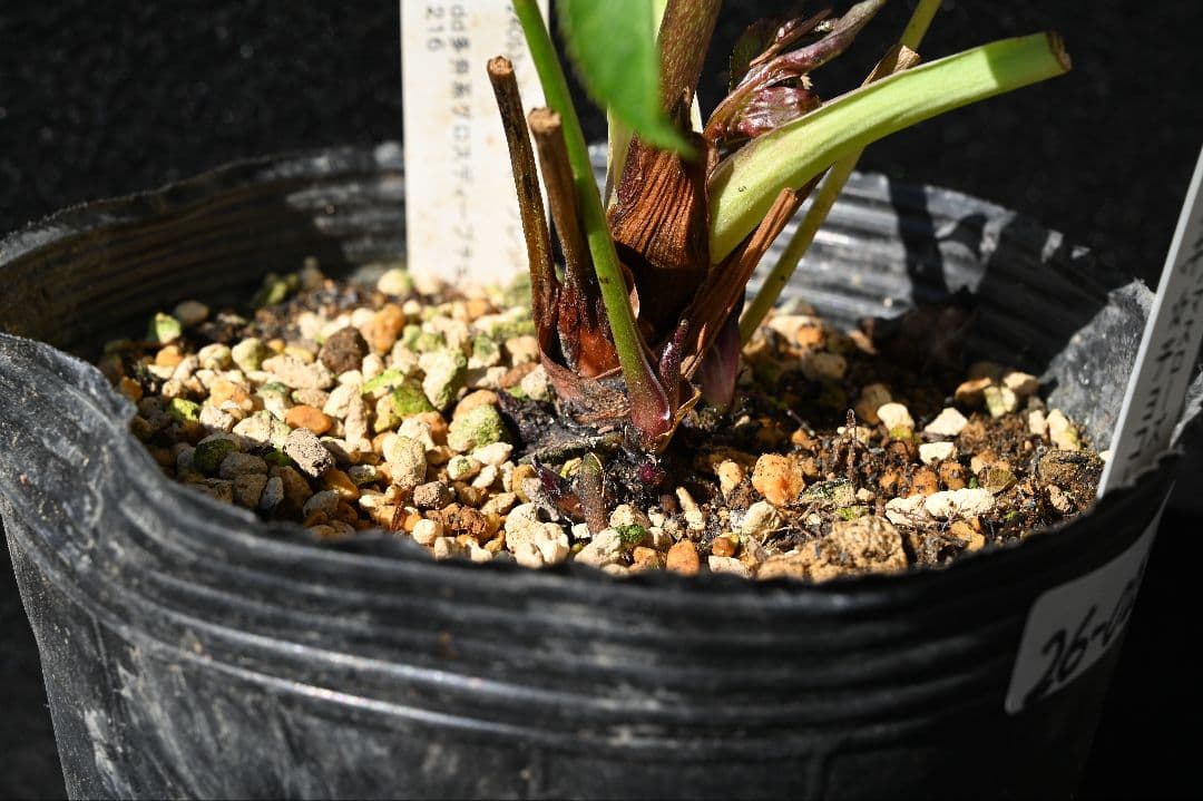 クリスマスローズ　認定キラメキチョコレート　加藤農園