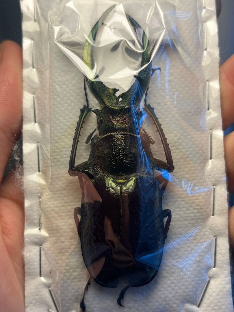 【81mm】フェイスタメルシワバネクワガタ チリクワガタ コガシラクワガタ 標本