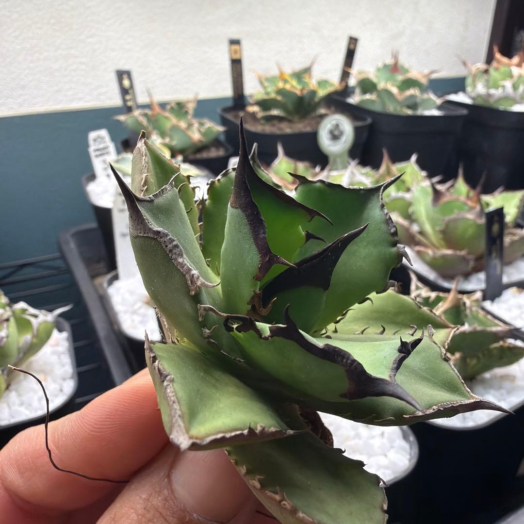 小型アガベ キングアーサー040