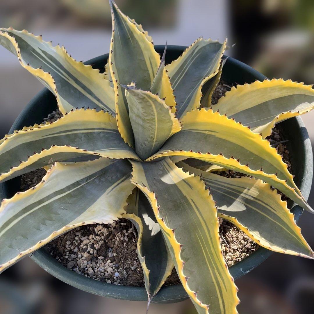 アガベ　リップルエフェクト　中株　幅56cm