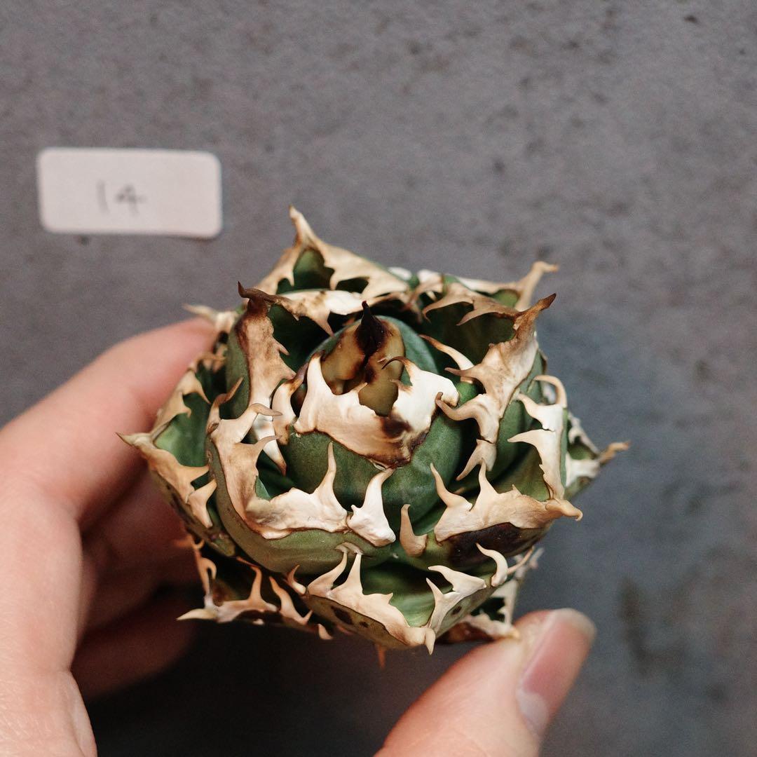 アガベ　チタノタ　オテロイ　赤猫　ゴリ猫　ボールタイプ　14