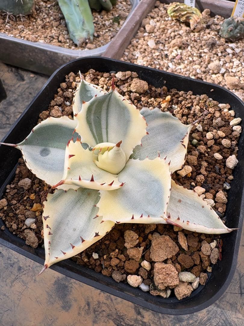 レア　アルビノ　兜蟹　アガベ