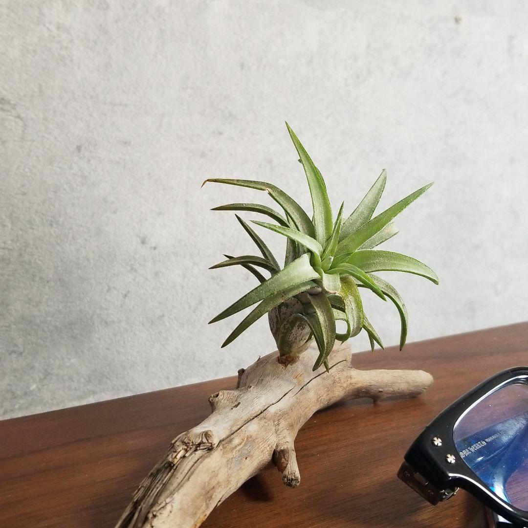 のん様　確認用