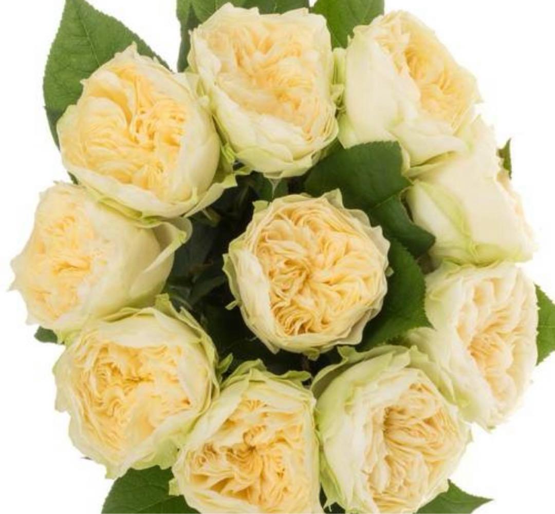 ばら挿し木苗 NguyenNhung