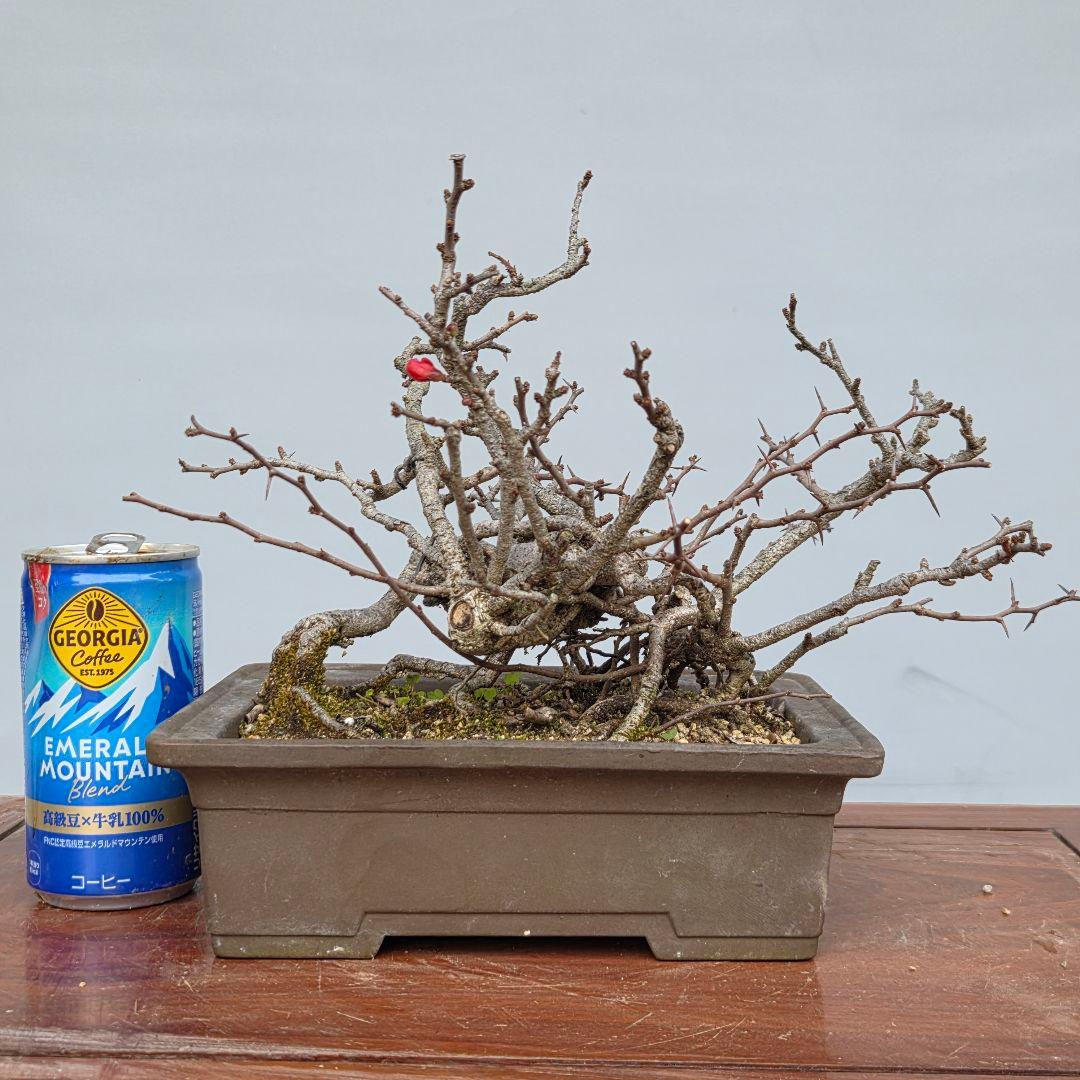 長寿梅　[根上がり赤花]　貴風盆栽