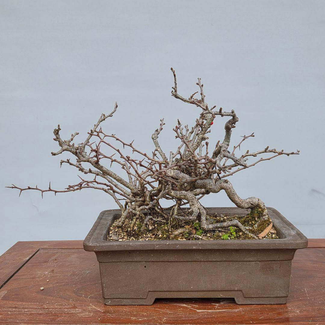 長寿梅　[根上がり赤花]　貴風盆栽