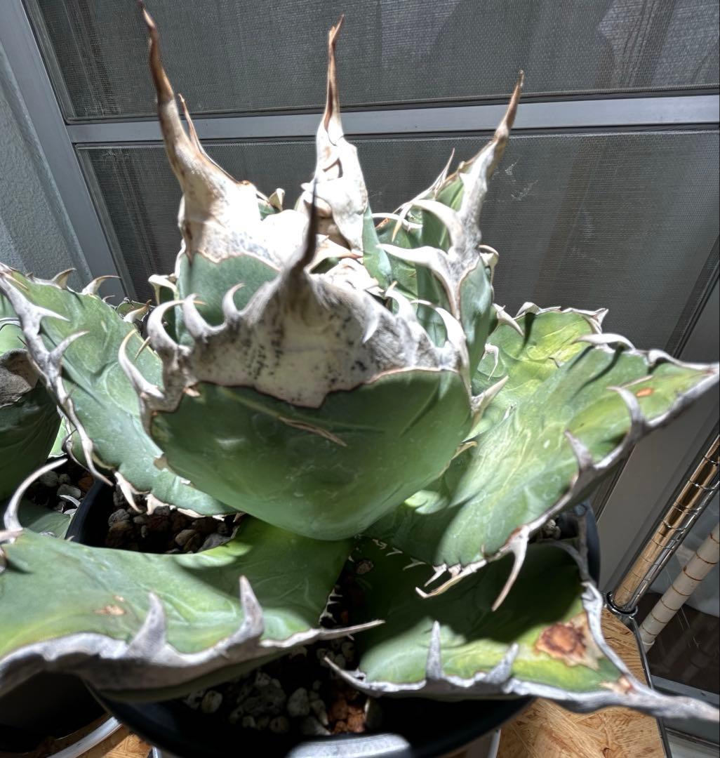 アガベ oaxaca oteroi 超バンド鋸歯 オアハカ オテロイ