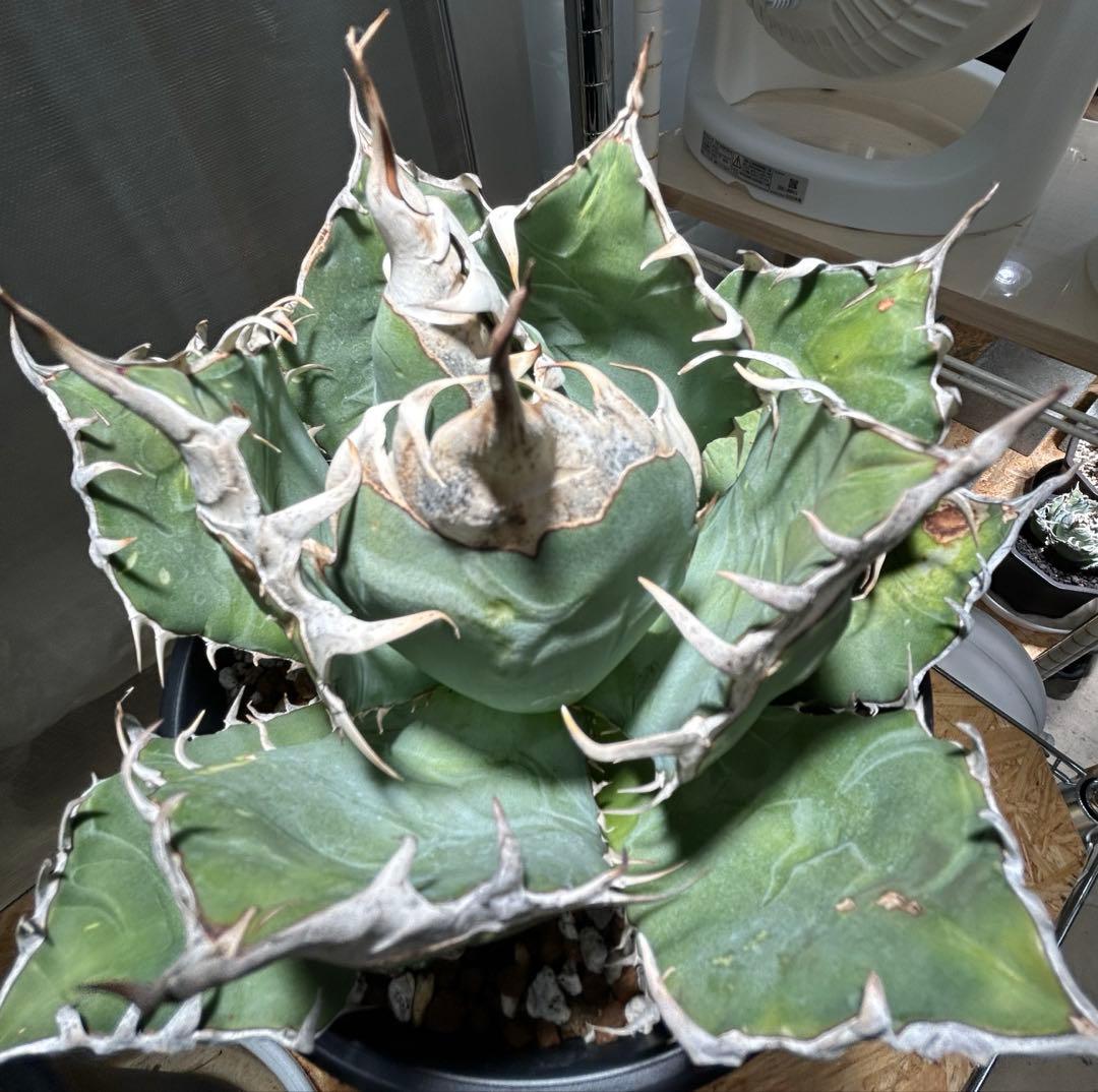 Agave oaxaca oteroi 極鋸歯 鋸歯 オアハカ オテロイ 唸り