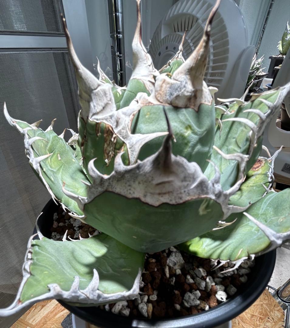 Agave oaxaca oteroi 極鋸歯 鋸歯 オアハカ オテロイ 唸り