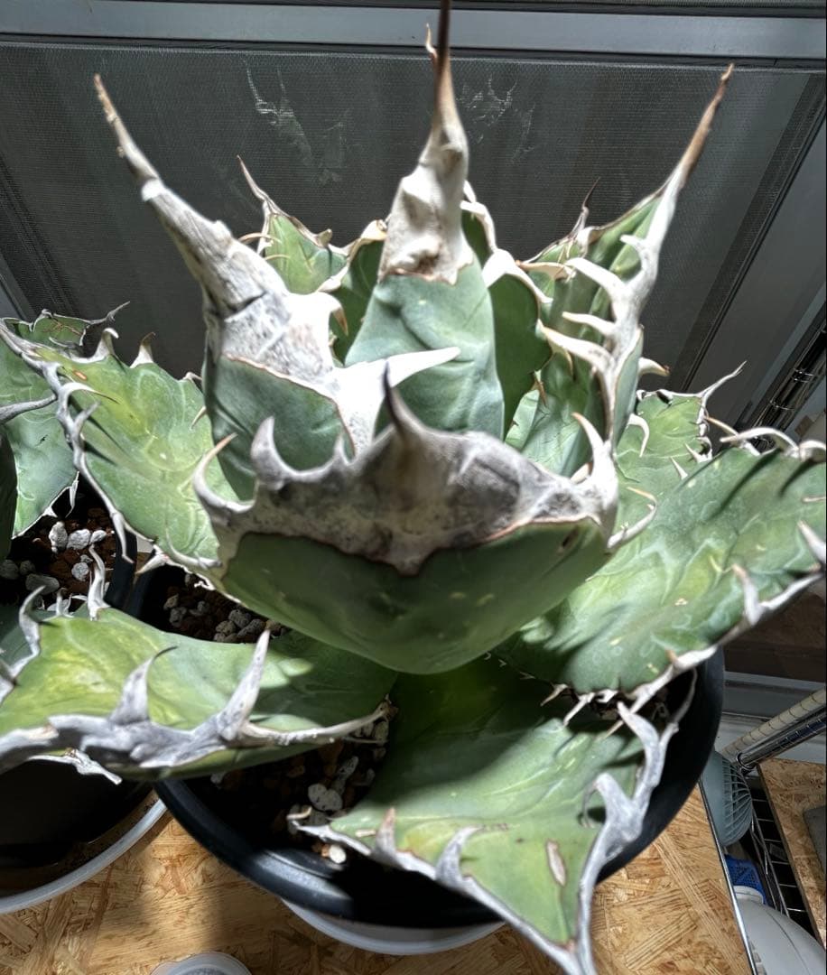 Agave oaxaca oteroi 極鋸歯 鋸歯 オアハカ オテロイ 唸り