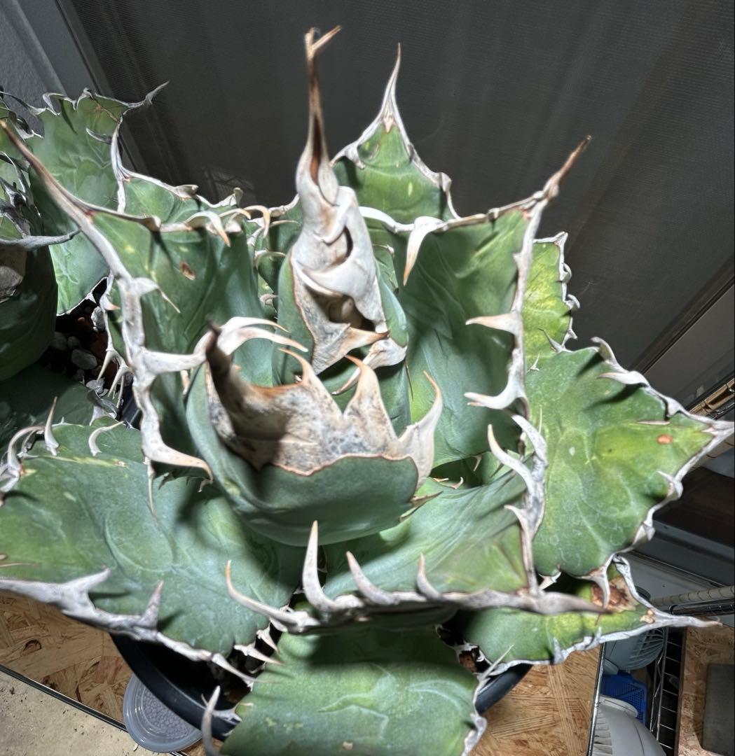 Agave oaxaca oteroi 極鋸歯 鋸歯 オアハカ オテロイ 唸り