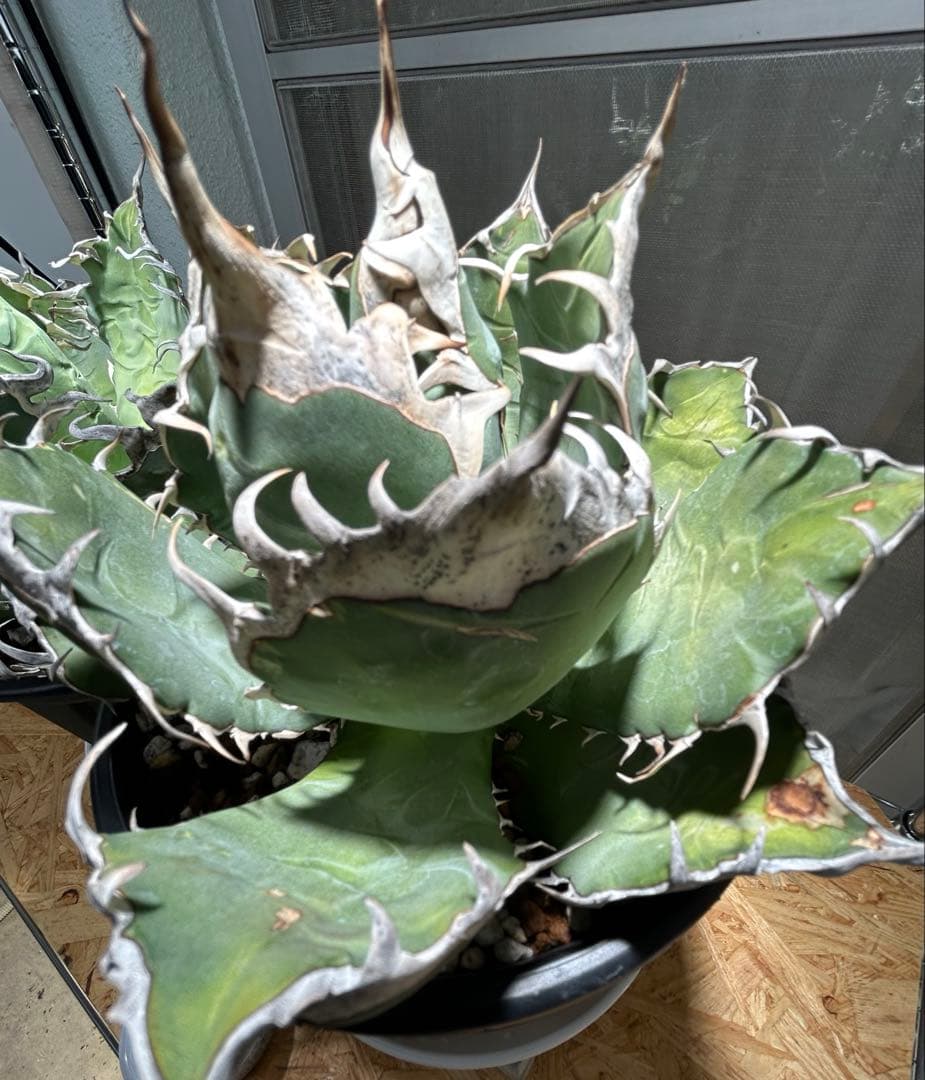 Agave oaxaca oteroi 極鋸歯 鋸歯 オアハカ オテロイ 唸り