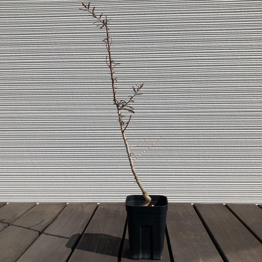 【入手困難！！】レア品　ボスウェリア　ソコトラナ