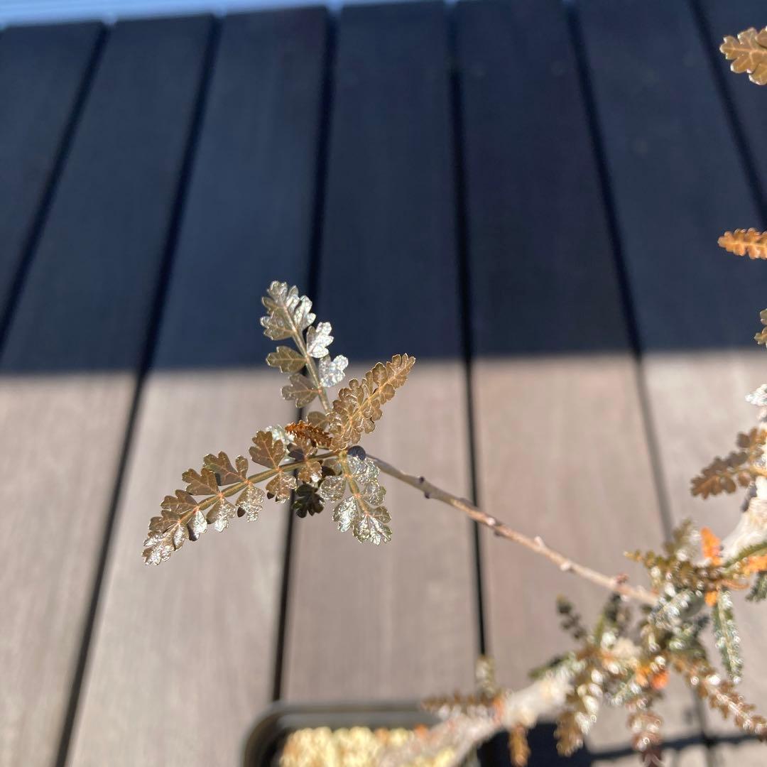 【入手困難！！】レア品　ボスウェリア　ソコトラナ