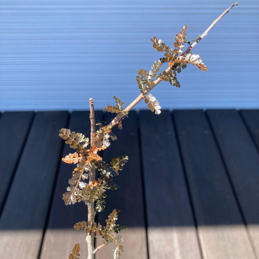 【入手困難！！】レア品　ボスウェリア　ソコトラナ