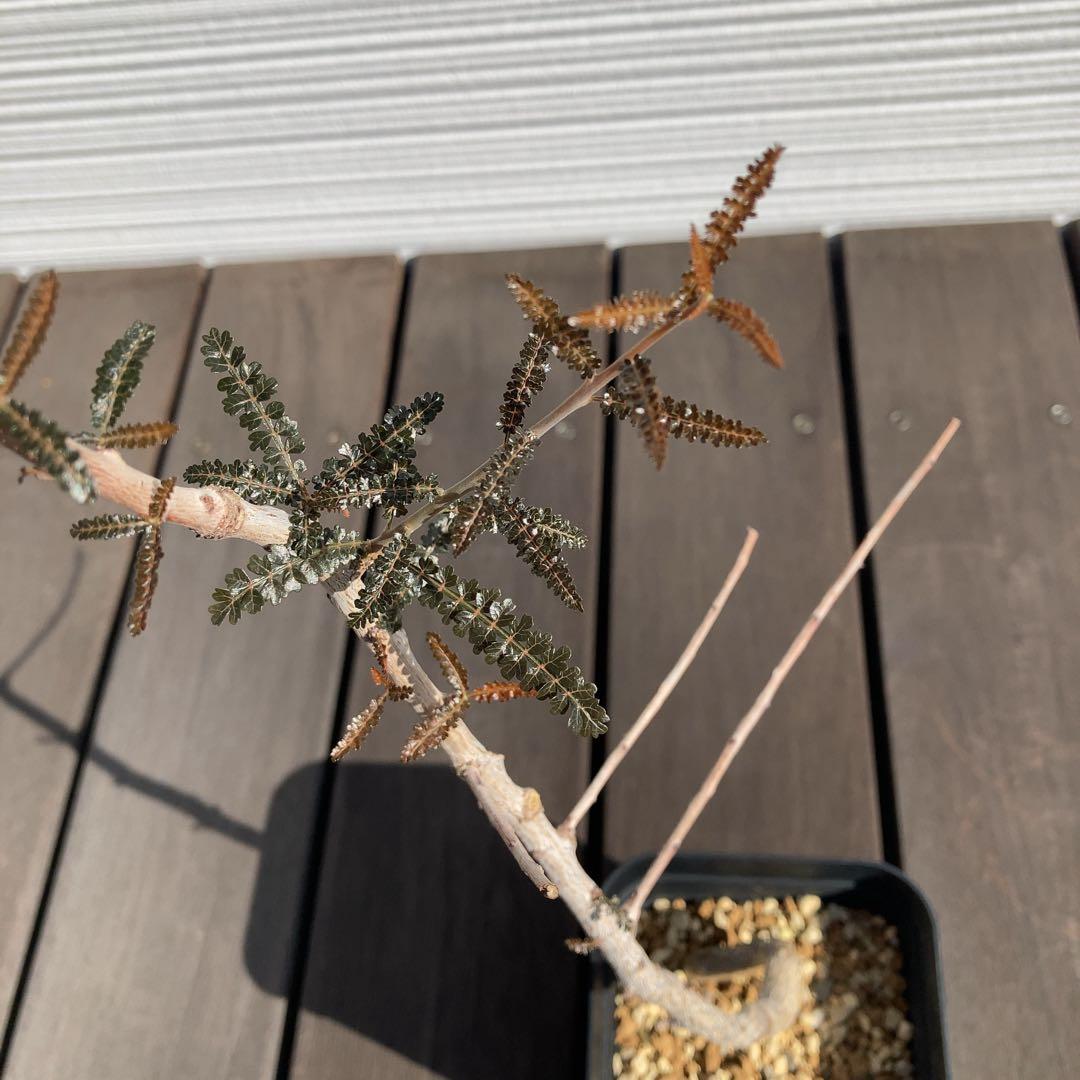 【入手困難！！】レア品　ボスウェリア　ソコトラナ