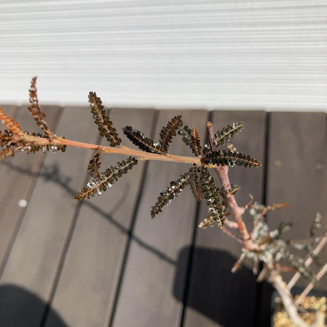 【入手困難！！】レア品　ボスウェリア　ソコトラナ