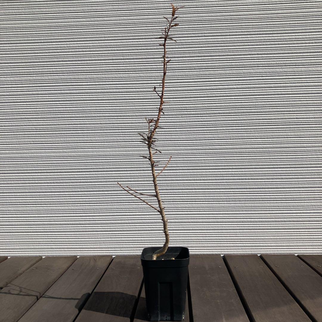 【入手困難！！】レア品　ボスウェリア　ソコトラナ