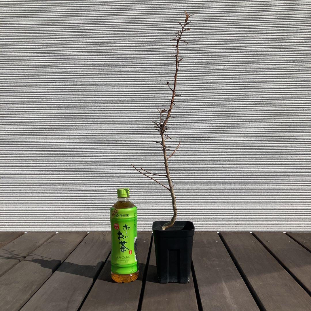 【入手困難！！】レア品　ボスウェリア　ソコトラナ