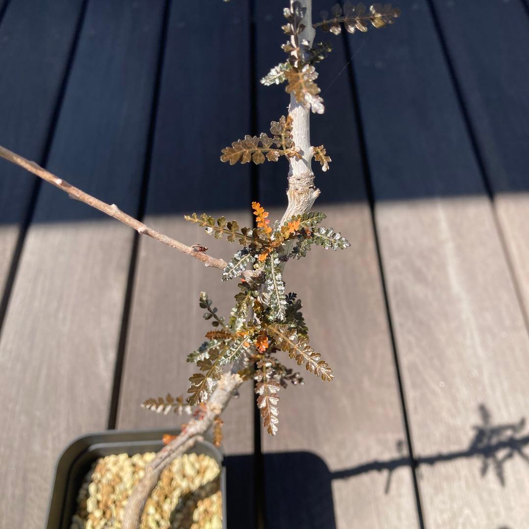 【入手困難！！】レア品　ボスウェリア　ソコトラナ